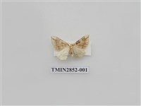 藏品(尺蛾573)的圖片